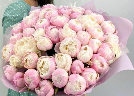 Peony Marshmallow. 50 exquisite peonies.