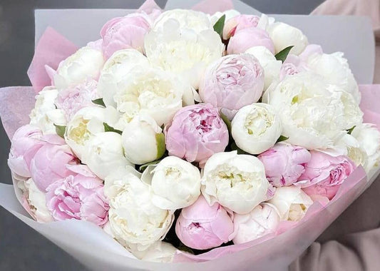 Peony Marshmallow. 30 exquisite peonies.