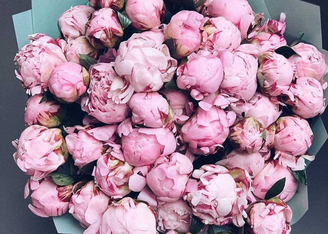 Peony Marshmallow. 50 exquisite peonies.