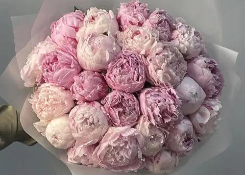 Peony Marshmallow. 30 exquisite peonies.