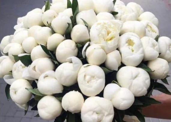 Peony Marshmallow. 50 exquisite peonies.