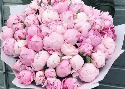 Peony Marshmallow. 50 exquisite peonies.