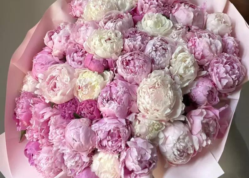 Peony Marshmallow. 50 exquisite peonies.