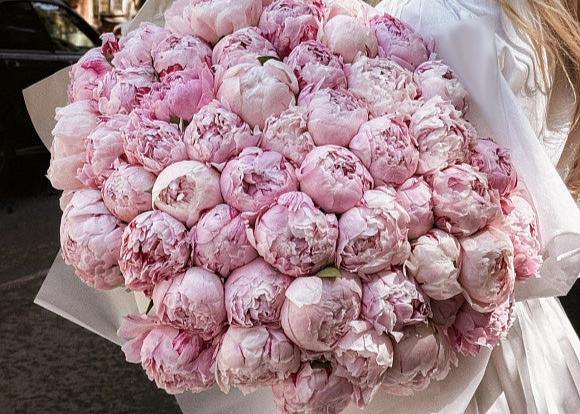 Peony Marshmallow. 50 exquisite peonies.